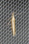 Pleurota aristella