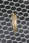 Crassa unitella