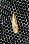 Harpella forficella
