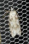 Cnephasia