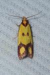 Agapeta zoegana