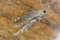 Lathronympha strigana