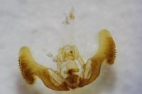 Eucosma gr. hohenwartiana