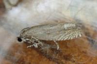Eucosma gr. hohenwartiana