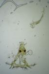 Bryotropha senectella