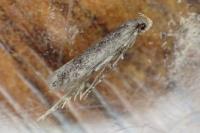 Bryotropha senectella
