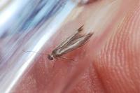 Scythris tenuivittella