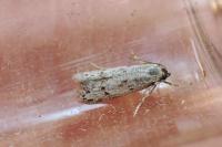 Dysspastus perpygmaeellus