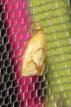 Agapeta hamana