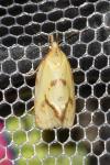 Agapeta hamana