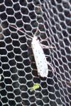 Yponomeuta