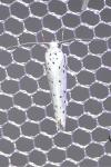 Yponomeuta