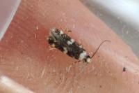 Oegoconia