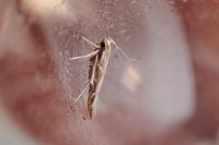 Pyroderces argyrogrammos