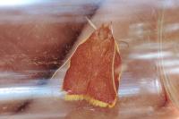 Carcina quercana