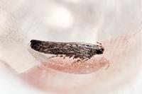 Scrobipalpa ergasima
