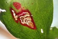 Enteucha acetosae