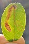 Metriochroa latifoliella