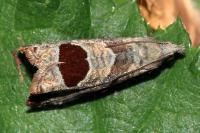 Notocelia uddmanniana