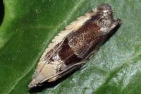Epinotia ramella