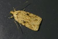 Agonopterix arenella