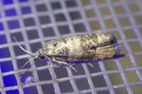 Piniphila bifasciana
