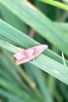 Eucosma conterminana