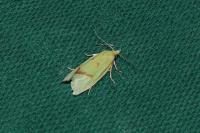 Agapeta hamana