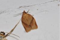 Clepsis consimilana