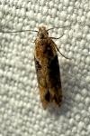 Scrobipalpa costella