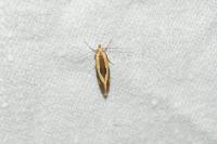 Harpella forficella