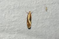 Harpella forficella