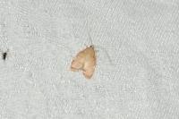 Carcina quercana