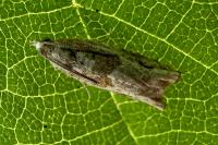 Crocidosema plebejana