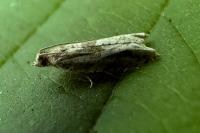 Crocidosema plebejana