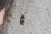 Epiblema foenella