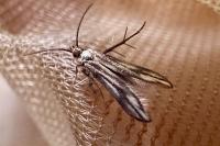 Schreckensteinia festaliella