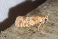 Rhyacionia pinicolana