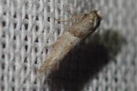 Cedestis subfasciella