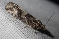 Zeiraphera griseana
