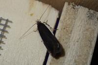 Nothris lemniscellus