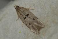 Deltophora stictella
