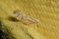 Argyresthia abdominalis