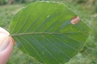 Phyllonorycter messaniella