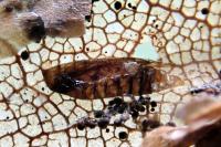 Phyllonorycter messaniella