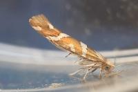 Argyresthia goedartella