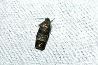 Cydia pomonella