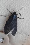 Typhonia ciliaris