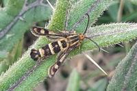 Chamaesphecia tenthrediniformis/empiformis