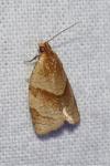 Clepsis rurinana